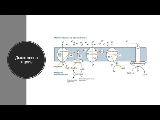Дыхательная цепь