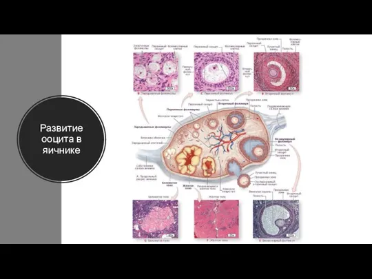 Развитие ооцита в яичнике