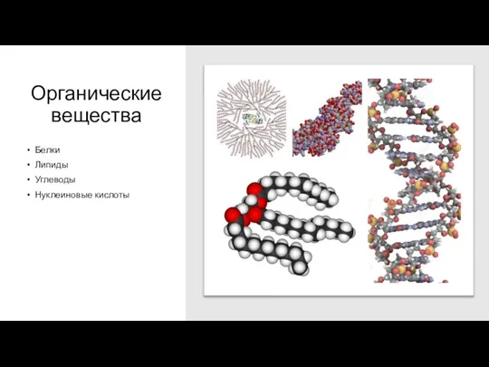 Органические вещества Белки Липиды Углеводы Нуклеиновые кислоты