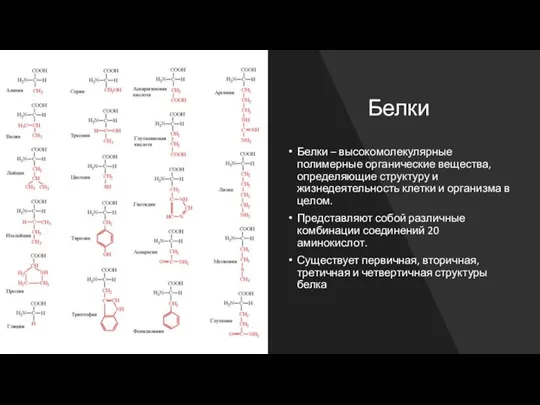 Белки Белки – высокомолекулярные полимерные органические вещества, определяющие структуру и жизнедеятельность клетки