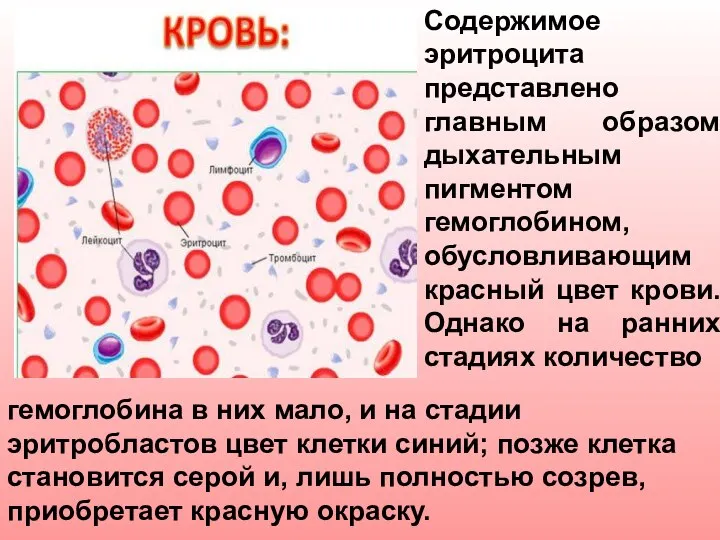 Содержимое эритроцита представлено главным образом дыхательным пигментом гемоглобином, обусловливающим красный цвет крови.