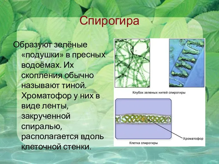 Спирогира Образуют зелёные «подушки» в пресных водоёмах. Их скопления обычно называют тиной.