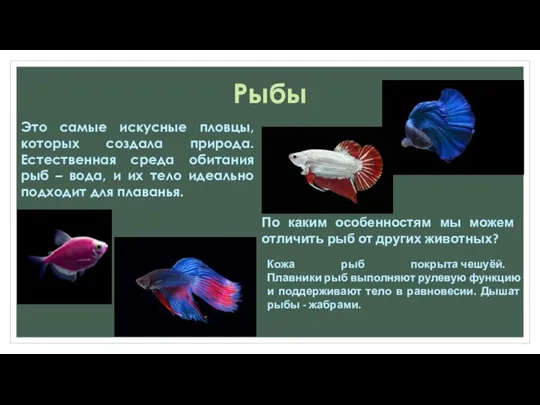 Рыбы Это самые искусные пловцы, которых создала природа. Естественная среда обитания рыб