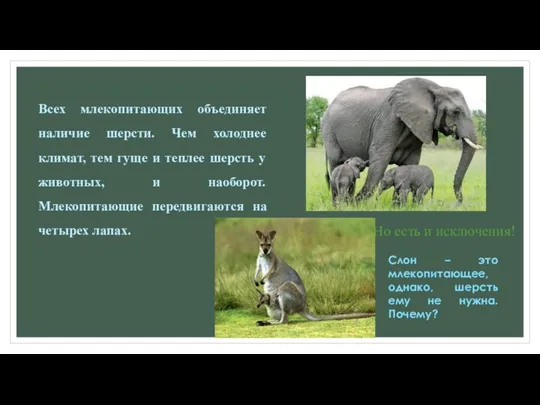 Всех млекопитающих объединяет наличие шерсти. Чем холоднее климат, тем гуще и теплее