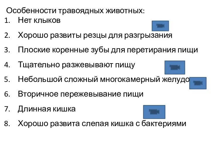 Особенности травоядных животных: Нет клыков Хорошо развиты резцы для разгрызания Плоские коренные