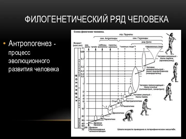 ФИЛОГЕНЕТИЧЕСКИЙ РЯД ЧЕЛОВЕКА Антропогенез - процесс эволюционного развития человека