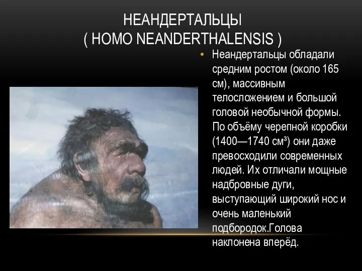НЕАНДЕРТАЛЬЦЫ ( HOMO NEANDERTHALENSIS ) Неандертальцы обладали средним ростом (около 165 см),
