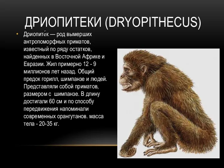 ДРИОПИТЕКИ (DRYOPITHECUS) Дриопите́к — род вымерших антропоморфных приматов, известный по ряду остатков,