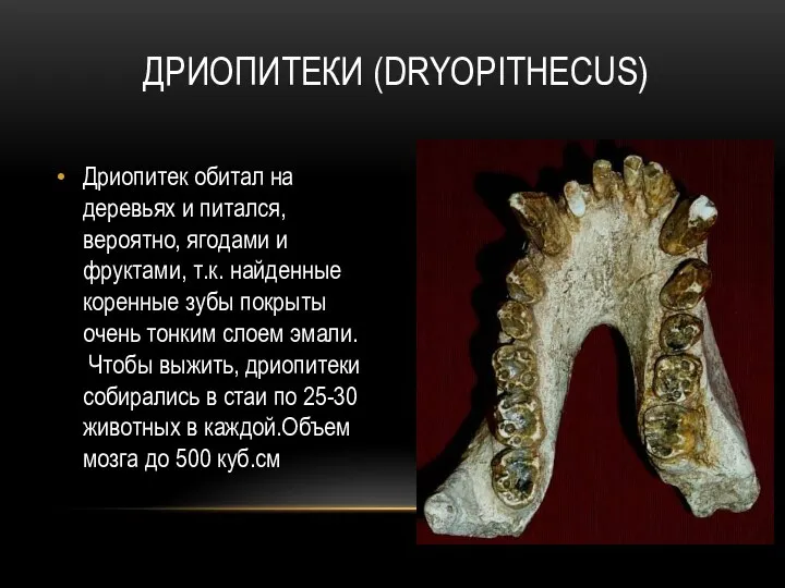 ДРИОПИТЕКИ (DRYOPITHECUS) Дриопитек обитал на деревьях и питался, вероятно, ягодами и фруктами,