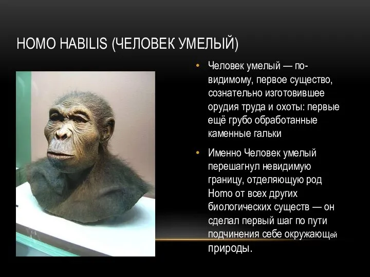 HOMO HABILIS (ЧЕЛОВЕК УМЕЛЫЙ) Человек умелый — по-видимому, первое существо, сознательно изготовившее