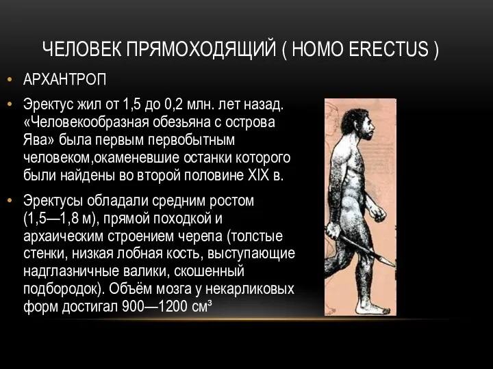 ЧЕЛОВЕК ПРЯМОХОДЯЩИЙ ( HOMO ERECTUS ) АРХАНТРОП Эректус жил от 1,5 до
