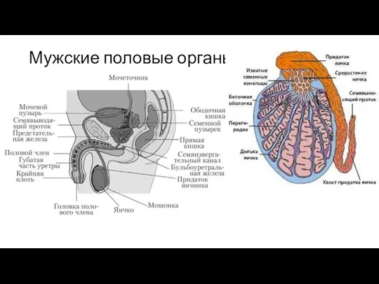 Мужские половые органы