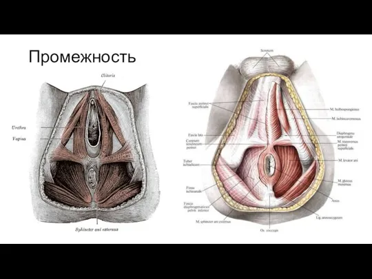 Промежность