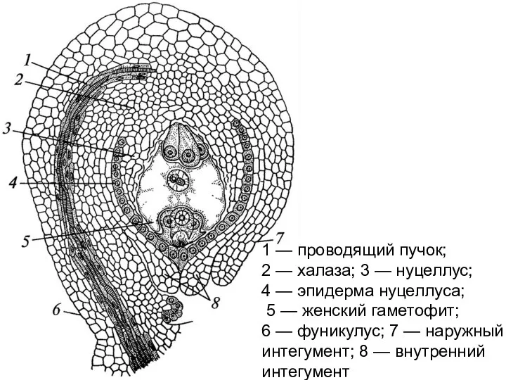 1 — проводящий пучок; 2 — халаза; 3 — нуцеллус; 4 —