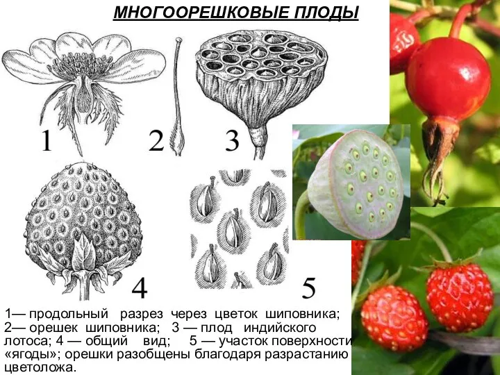 МНОГООРЕШКОВЫЕ ПЛОДЫ 1— продольный разрез через цветок шиповника; 2— орешек шиповника; 3