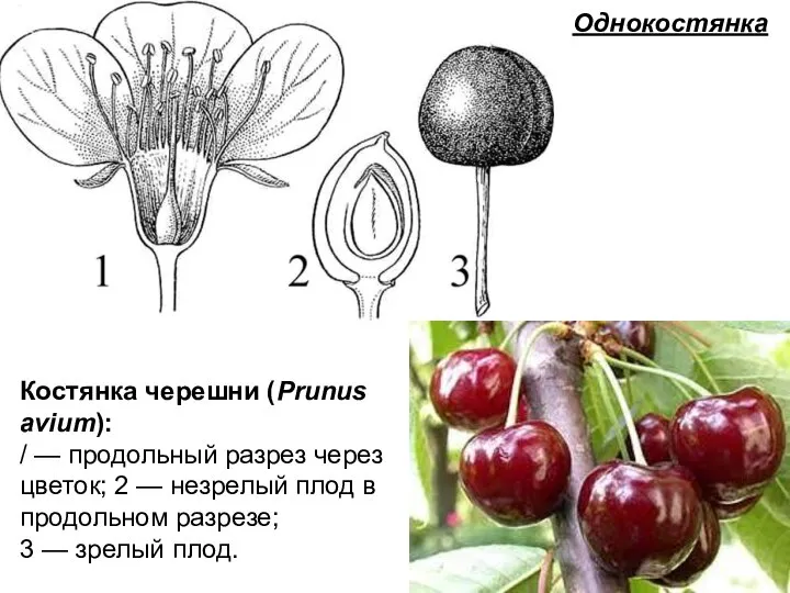 Однокостянка Костянка черешни (Prunus avium): / — продольный разрез через цветок; 2