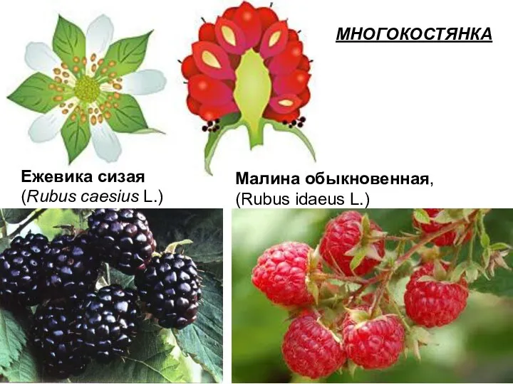 МНОГОКОСТЯНКА Ежевика сизая (Rubus caesius L.) Малина обыкновенная, (Rubus idaeus L.)