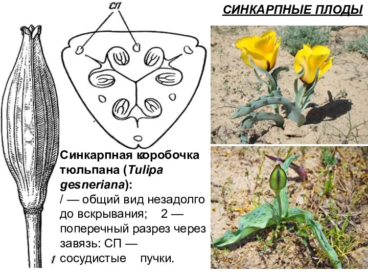 Синкарпная коробочка тюльпана (Tulipa gesneriana): / — общий вид незадолго до вскрывания;