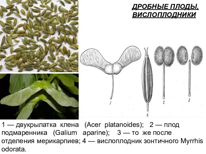 1 — двукрылатка клена (Acer platanoides); 2 — плод подмаренника (Galium aparine);