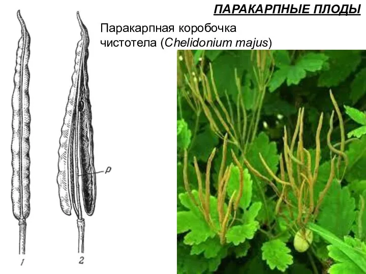 ПАРАКАРПНЫЕ ПЛОДЫ Паракарпная коробочка чистотела (Chelidonium majus)