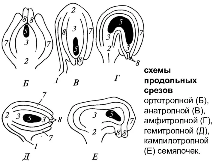 схемы продольных срезов ортотропной (Б), анатропной (В), амфитропной (Г), гемитропной (Д), кампилотропной (Е) семяпочек.