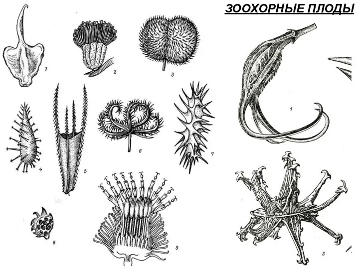 ЗООХОРНЫЕ ПЛОДЫ