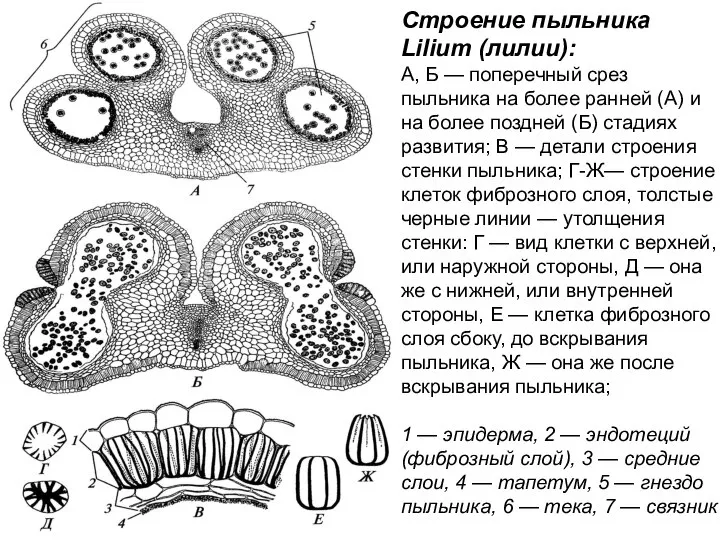 Строение пыльника Lilium (лилии): А, Б — поперечный срез пыльника на более