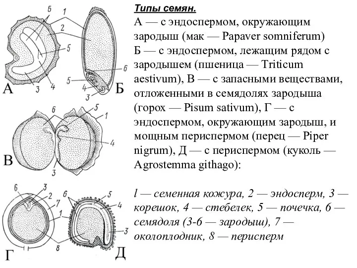 Типы семян. А — с эндоспермом, окружающим зародыш (мак — Рарaver somniferum)