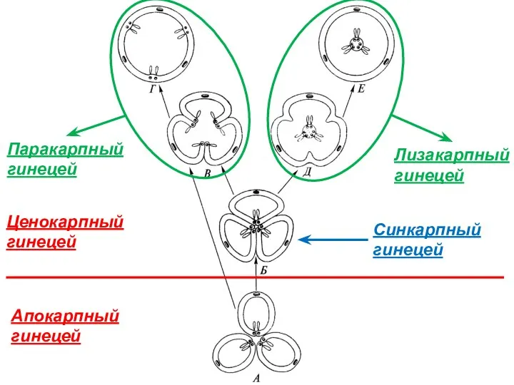 Апокарпный гинецей Ценокарпный гинецей Паракарпный гинецей Лизакарпный гинецей Синкарпный гинецей