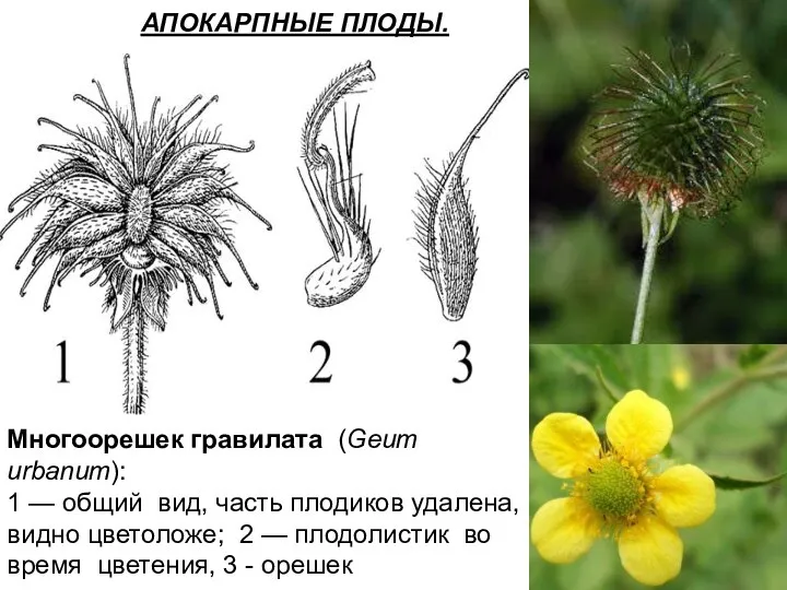 АПОКАРПНЫЕ ПЛОДЫ. Многоорешек гравилата (Geum urbanum): 1 — общий вид, часть плодиков