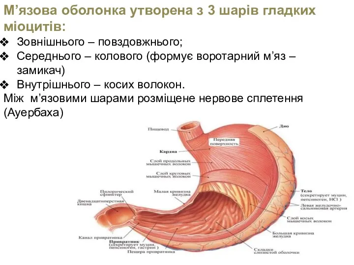 М’язова оболонка утворена з 3 шарів гладких міоцитів: Зовнішнього – повздовжнього; Середнього