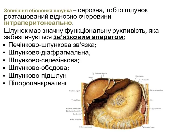 Зовнішня оболонка шлунка – серозна, тобто шлунок розташований відносно очеревини інтраперитонеально. Шлунок