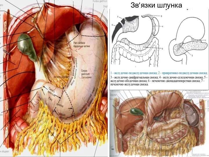 Зв’язки шлунка