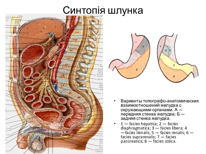Синтопія шлунка Варианты топографо-анатомических взаимоотношений желудка с окружающими органами. А — передняя