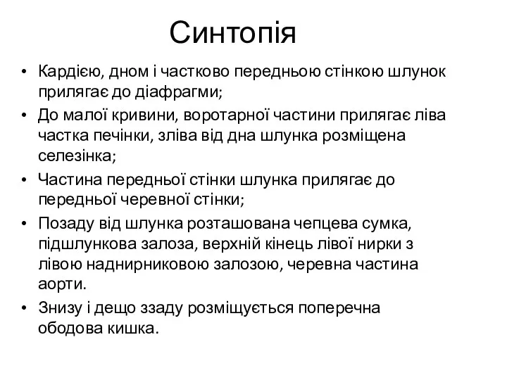 Синтопія Кардією, дном і частково передньою стінкою шлунок прилягає до діафрагми; До