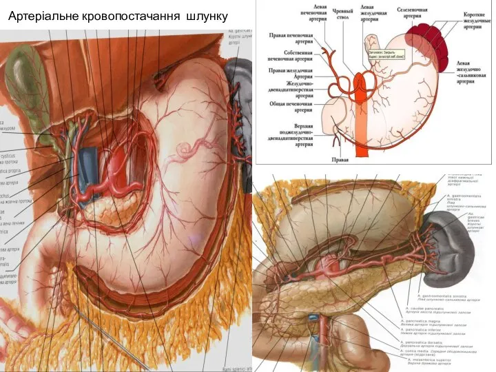 Артеріальне кровопостачання шлунку
