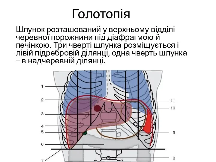 Голотопія Шлунок розташований у верхньому відділі черевної порожнини під діафрагмою й печінкою.