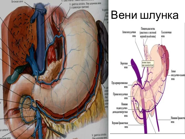 Вени шлунка