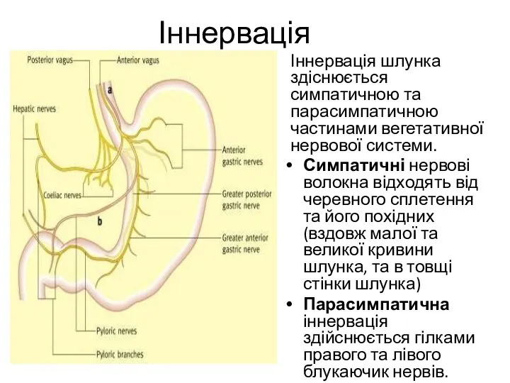 Іннервація Іннервація шлунка здіснюється симпатичною та парасимпатичною частинами вегетативної нервової системи. Симпатичні