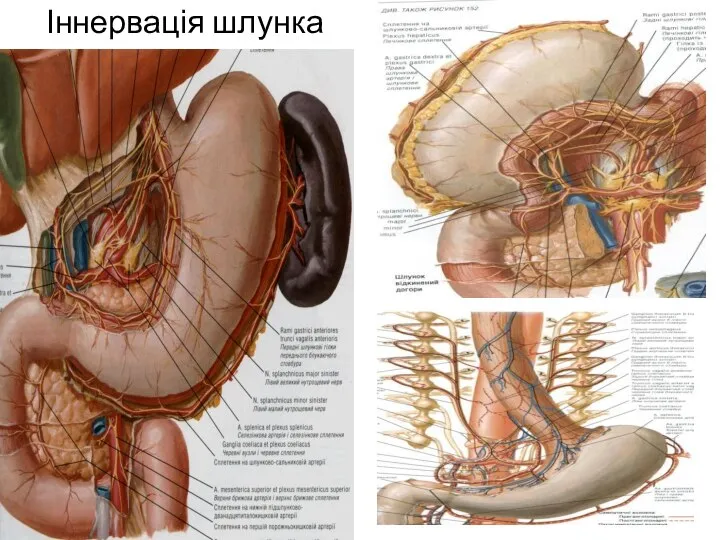 Іннервація шлунка