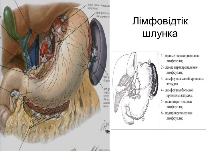 Лімфовідтік шлунка