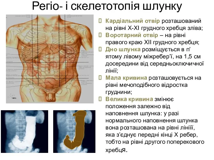 Регіо- і скелетотопія шлунку Кардіальний отвір розташований на рівні Х-ХІ грудного хребця