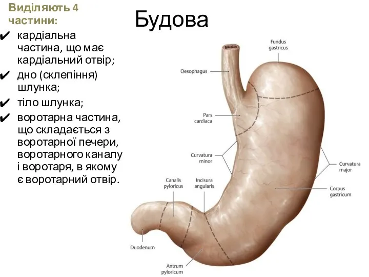 Будова Виділяють 4 частини: кардіальна частина, що має кардіальний отвір; дно (склепіння)