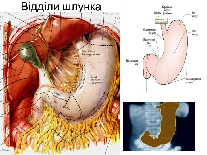 Відділи шлунка