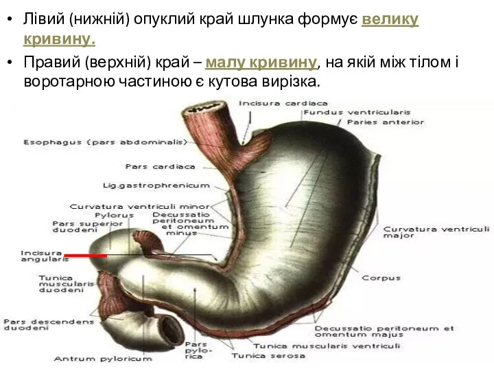 Лівий (нижній) опуклий край шлунка формує велику кривину. Правий (верхній) край –