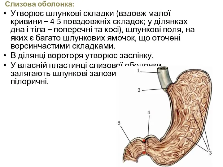 Слизова оболонка: Утворює шлункові складки (вздовж малої кривини – 4-5 повздовжніх складок;
