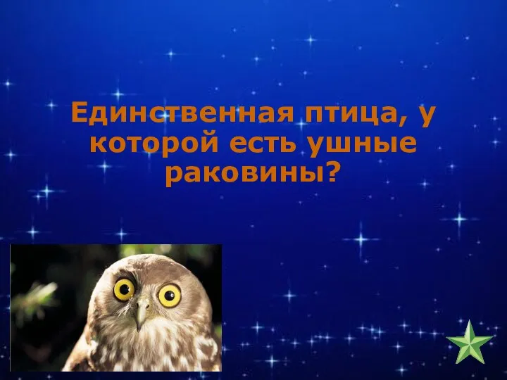 Единственная птица, у которой есть ушные раковины?