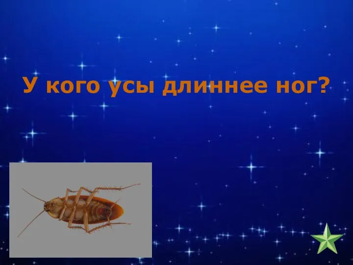 У кого усы длиннее ног?