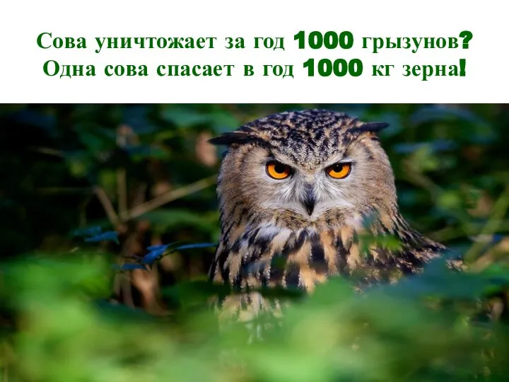 Сова уничтожает за год 1000 грызунов? Одна сова спасает в год 1000 кг зерна!