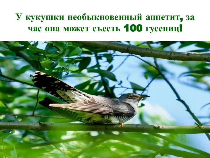 У кукушки необыкновенный аппетит, за час она может съесть 100 гусениц!